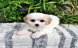 Cavachon dogs for sale: Maya - Image 8