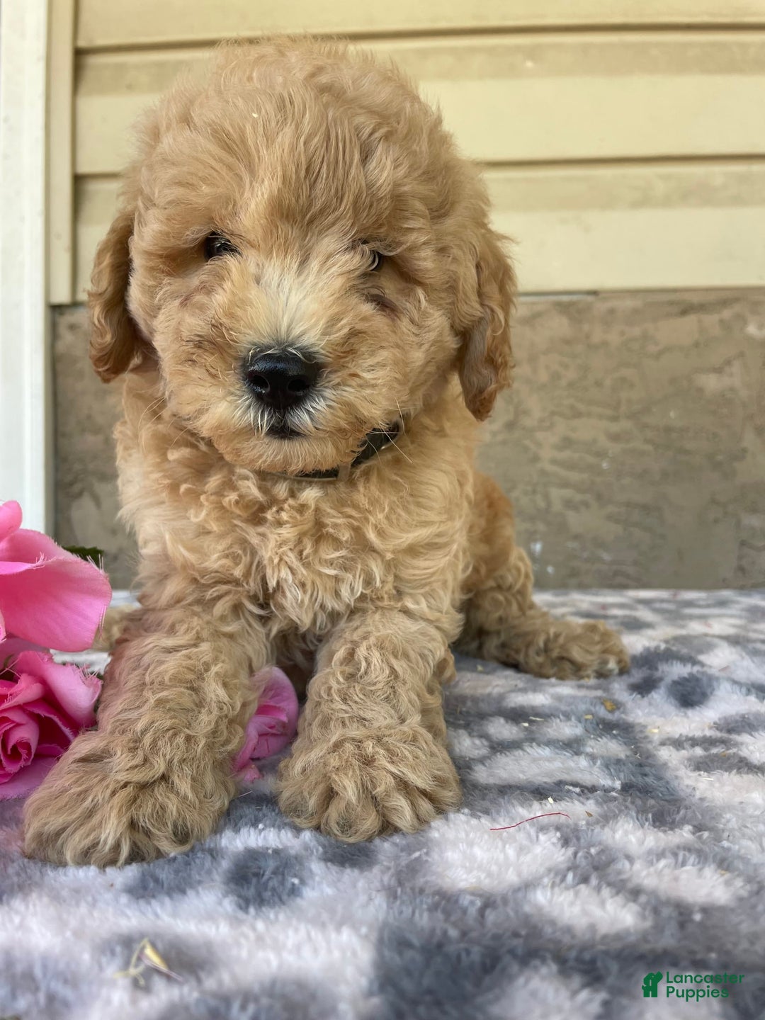 Eskipoo dogs for sale: Baxter - Image 1