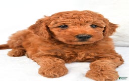Mini Goldendoodle dogs for sale: Cooper - Image 3