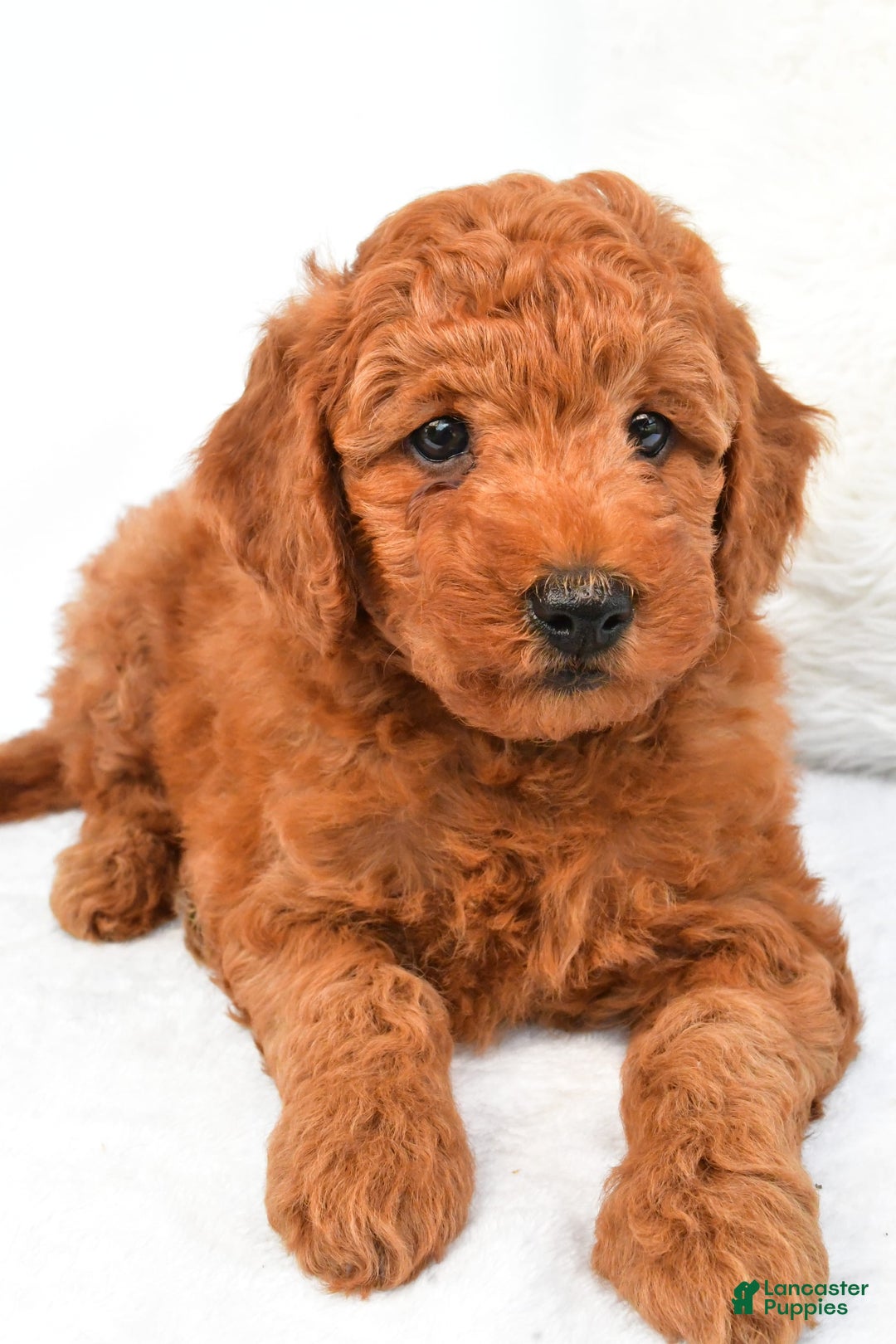 Mini Goldendoodle dogs for sale: Cooper - Image 3