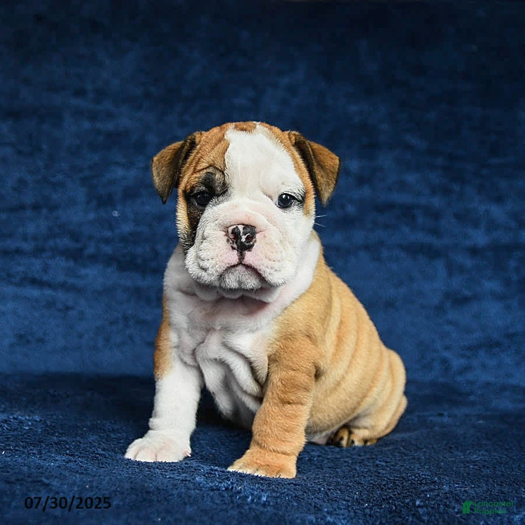 English Bulldog dogs for sale: Mary - Image 6