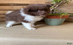 Pomeranian dogs for sale: Allison - Image 11