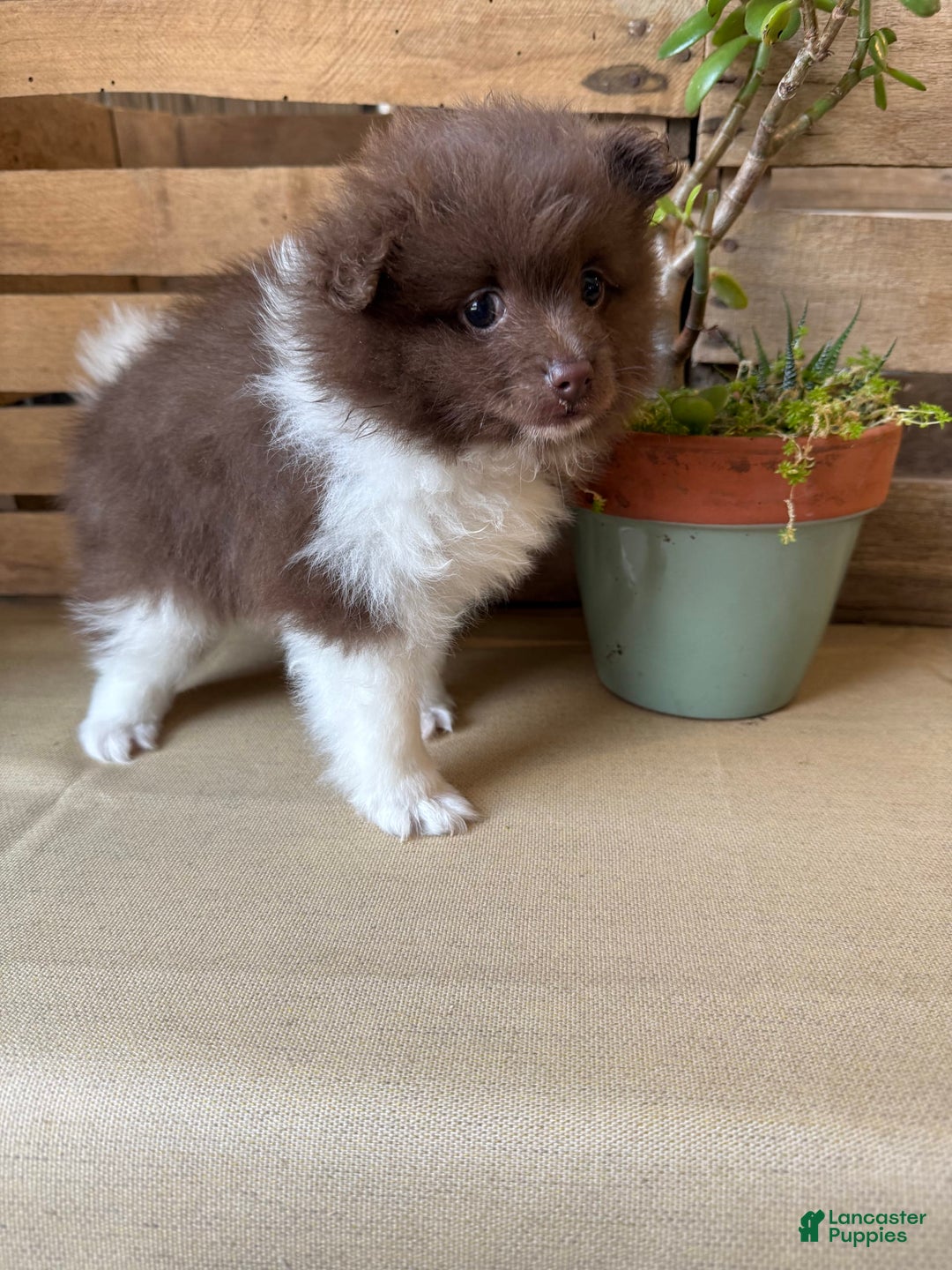 Pomeranian dogs for sale: Allison - Image 11