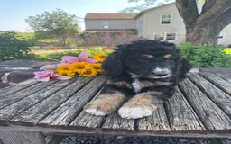 Bernedoodle dogs for sale: Joy - Image 1