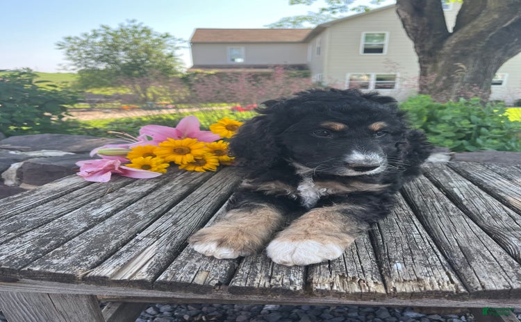 Bernedoodle dogs for sale - Ad 3