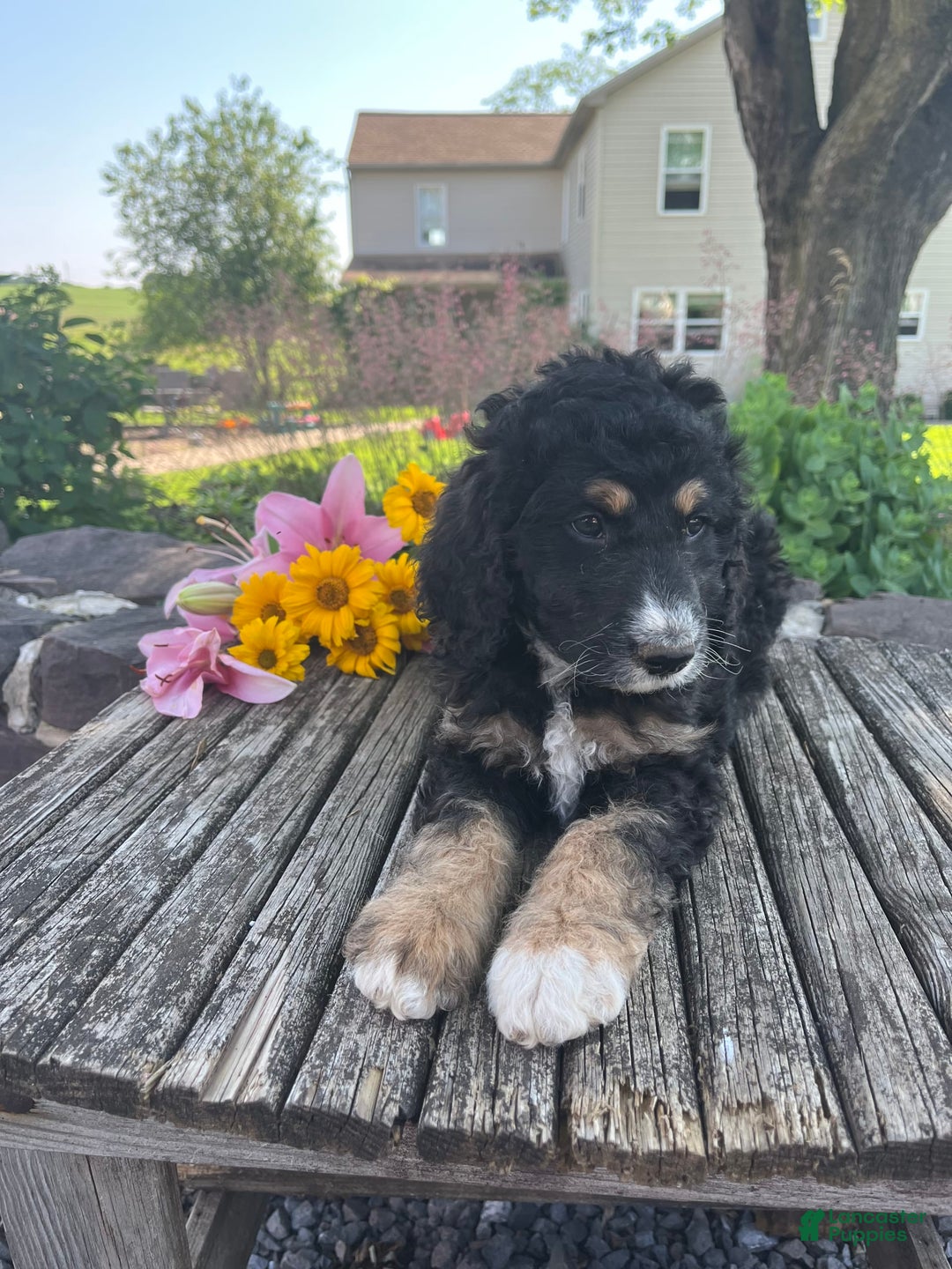 Bernedoodle dogs for sale: Joy - Image 1