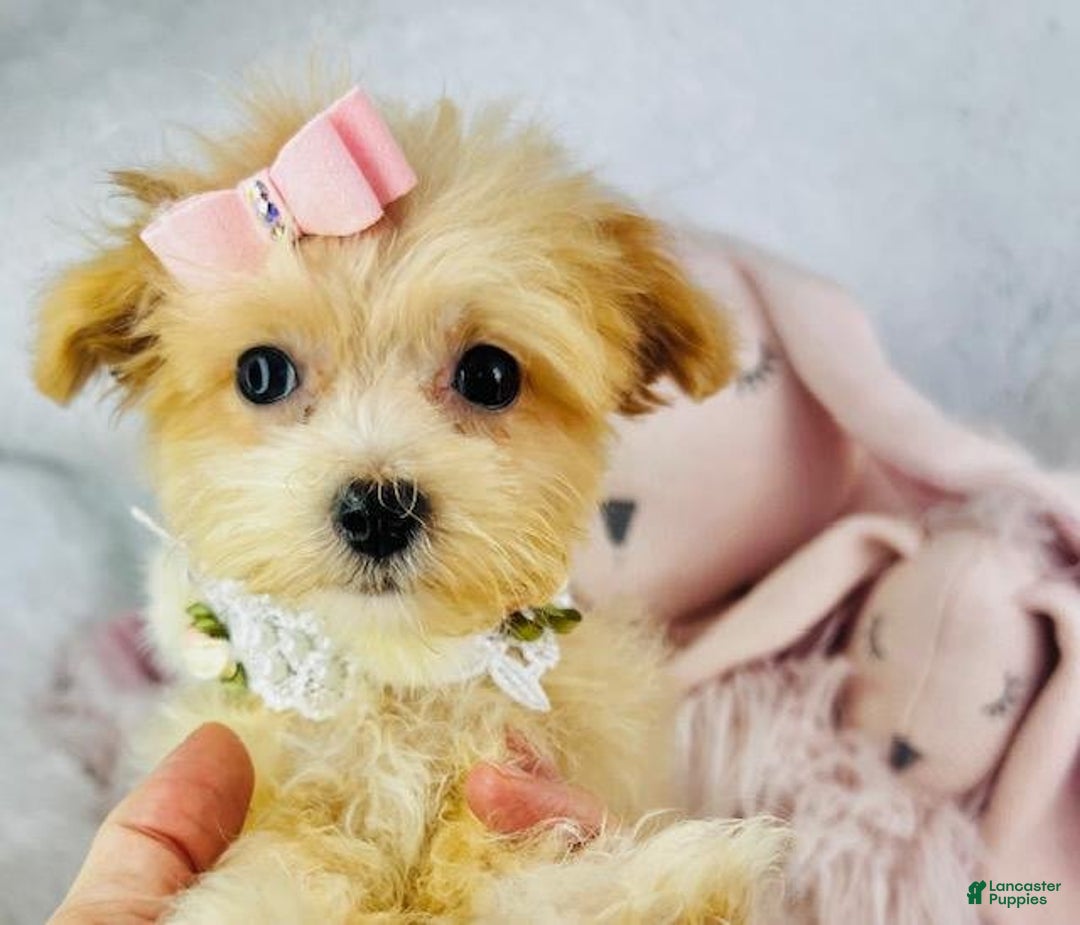 Maltipoo dogs for sale: Dana - Image 3