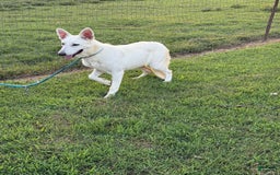 German Shepherd dogs for sale: Luna - Image 6