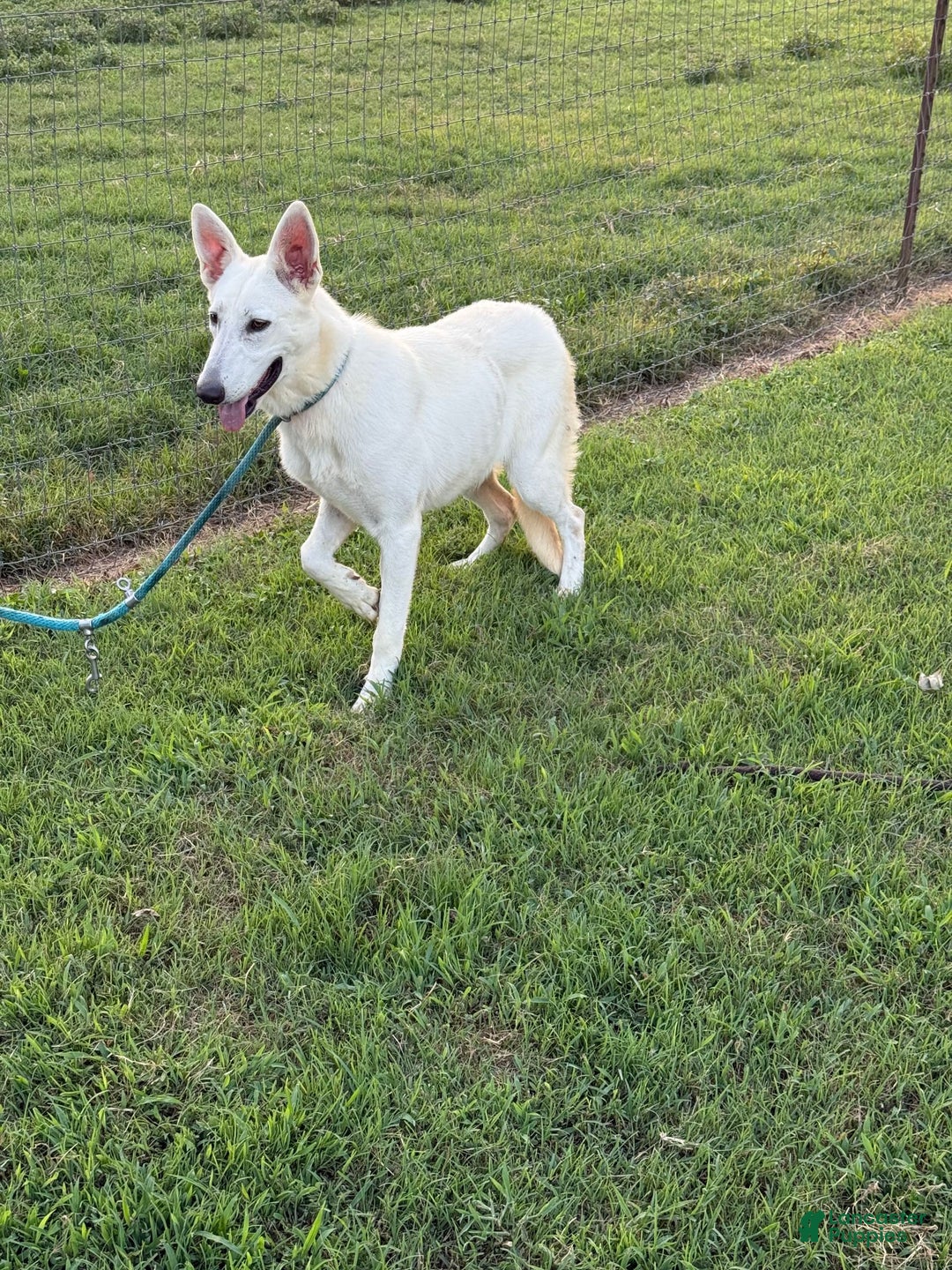 German Shepherd dogs for sale: Luna - Image 6