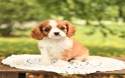 Cavalier King Charles Spaniel dogs for sale: Elliot - Image 3