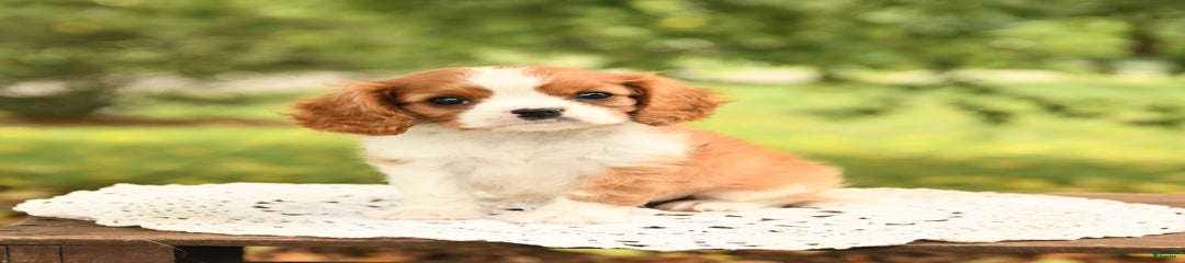 Elliot