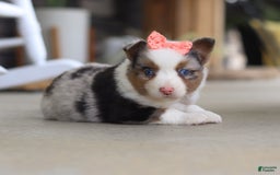 Australian Shepherd dogs for sale: Zoey - Image 6