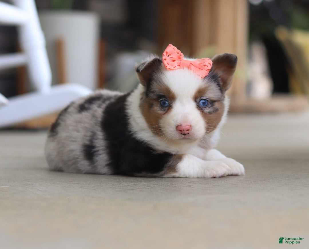 Australian Shepherd dogs for sale: Zoey - Image 6