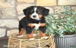 Mini Bernedoodle dogs for sale: Gracie - Image 5