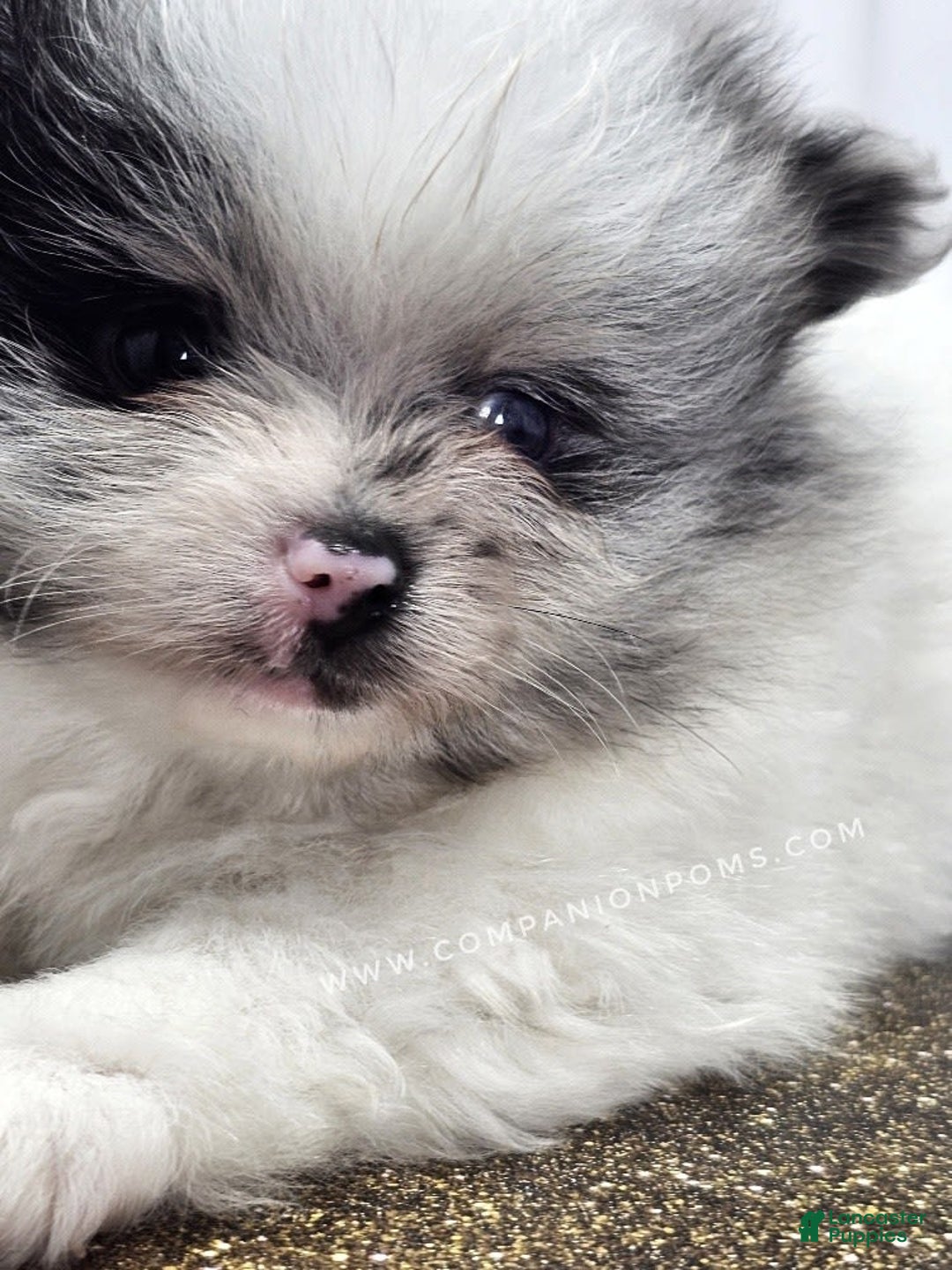 Pomeranian dogs for sale: Blue Eye - Blue Merle - Extreme Parti - Image 21