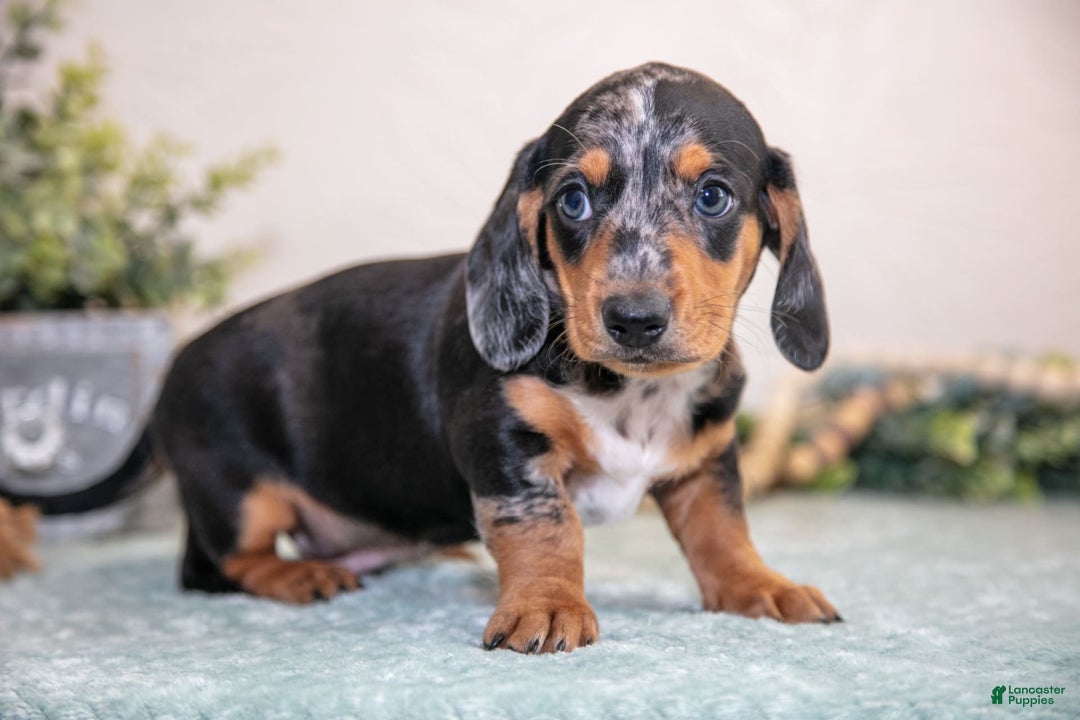 Miniature Dachshund dogs for sale: Kent - Image 3