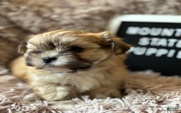 Malshi dogs for sale: Teacup Imperial Benjamin - Image 2