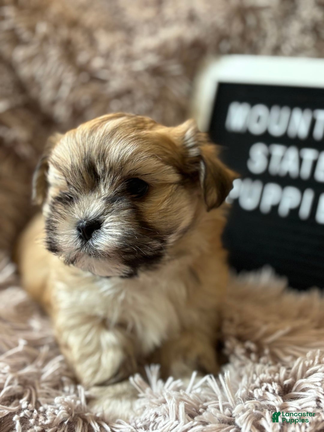 Malshi dogs for sale: Teacup Imperial Benjamin - Image 2