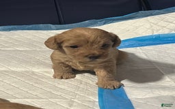 Cavapoo dogs for sale: Charlie - Image 2