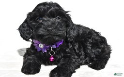 Cockapoo dogs for sale: Sasha - Image 7