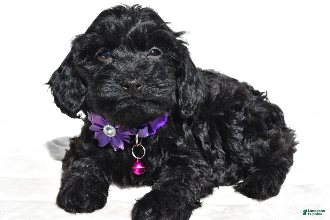 Cockapoo dogs for sale: Sasha - Image 7
