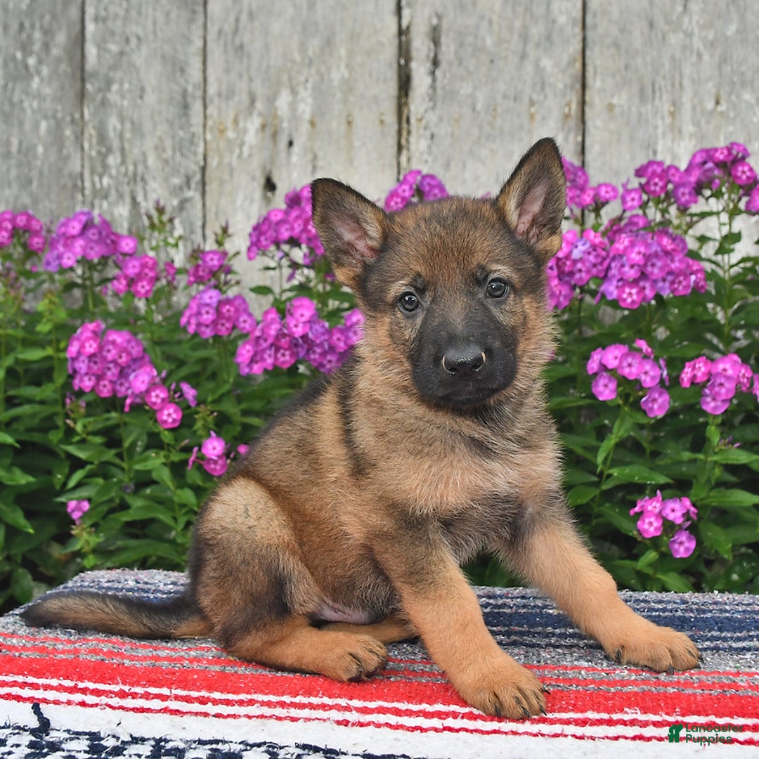German Shepherd dogs for sale: Dakota - Image 2
