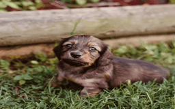 Dachshund dogs for sale: Shaded Cream Male - Image 12