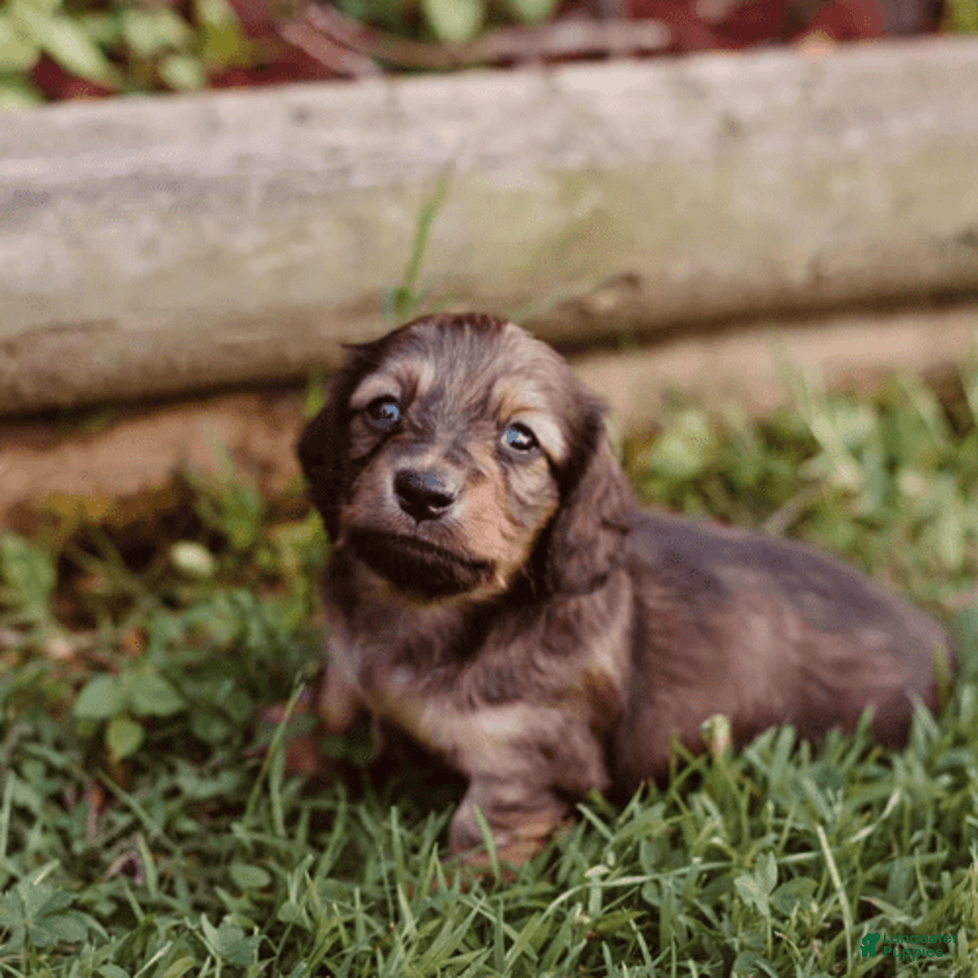 Dachshund dogs for sale: Shaded Cream Male - Image 12