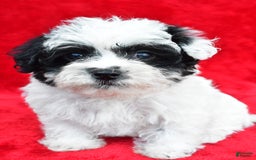 Yorkiepoo dogs for sale: Polly - Image 8