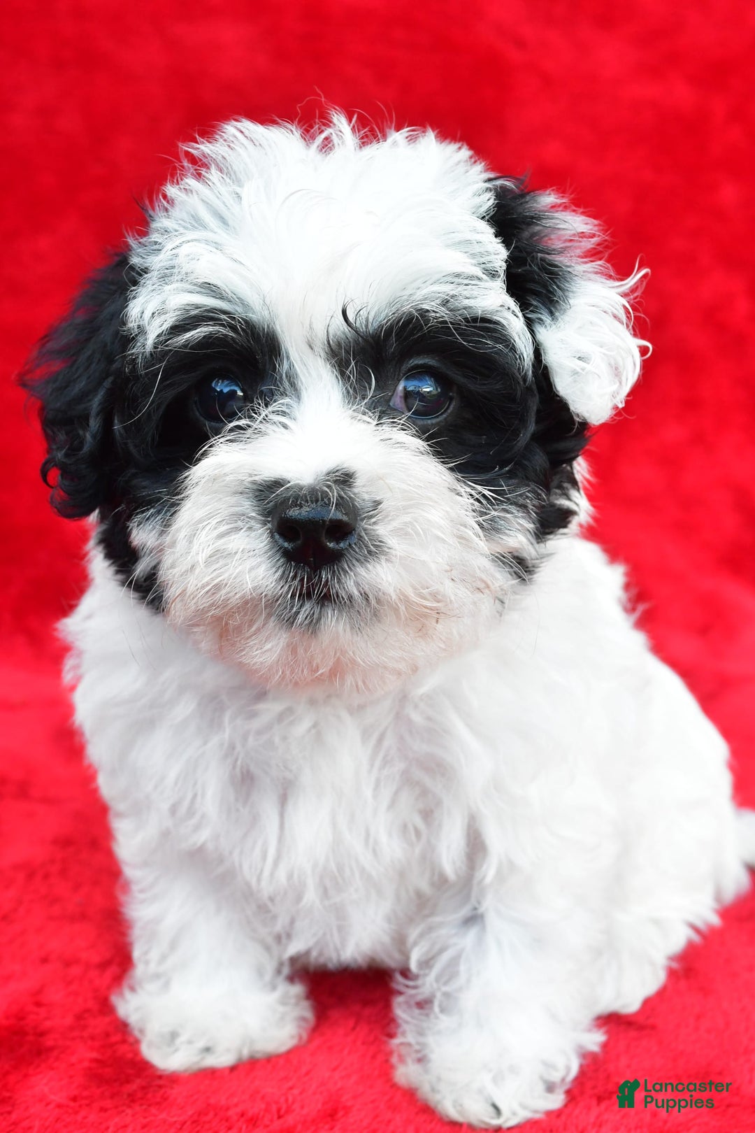 Yorkiepoo dogs for sale: Polly - Image 8