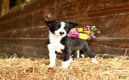Shetland Sheepdog dogs for sale: Rhonda - Image 3