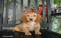 Miniature Dachshund dogs for sale: Chocolate - Image 3
