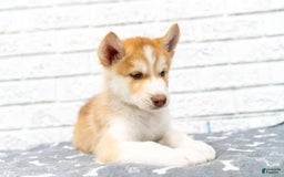 Alaskan Malamute dogs for sale: Chopper - Image 9
