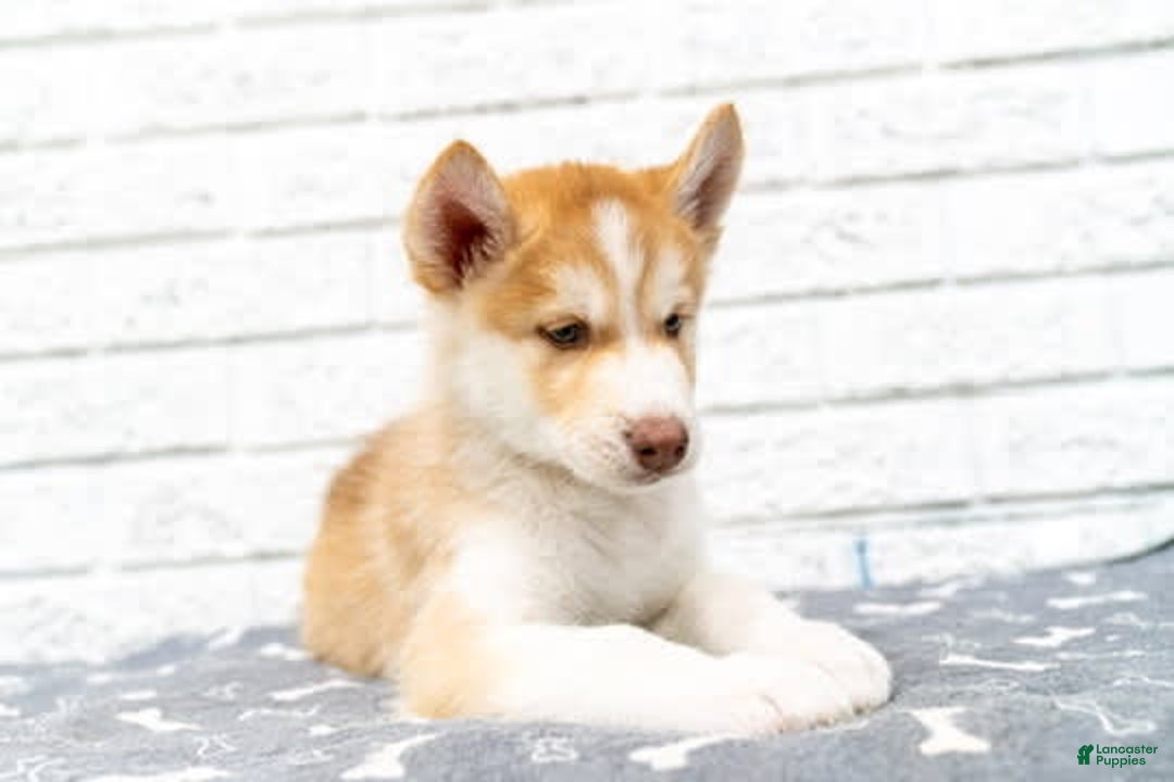 Alaskan Malamute dogs for sale: Chopper - Image 9