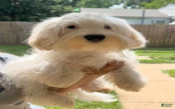 Morkie dogs for sale: Leo - Image 7