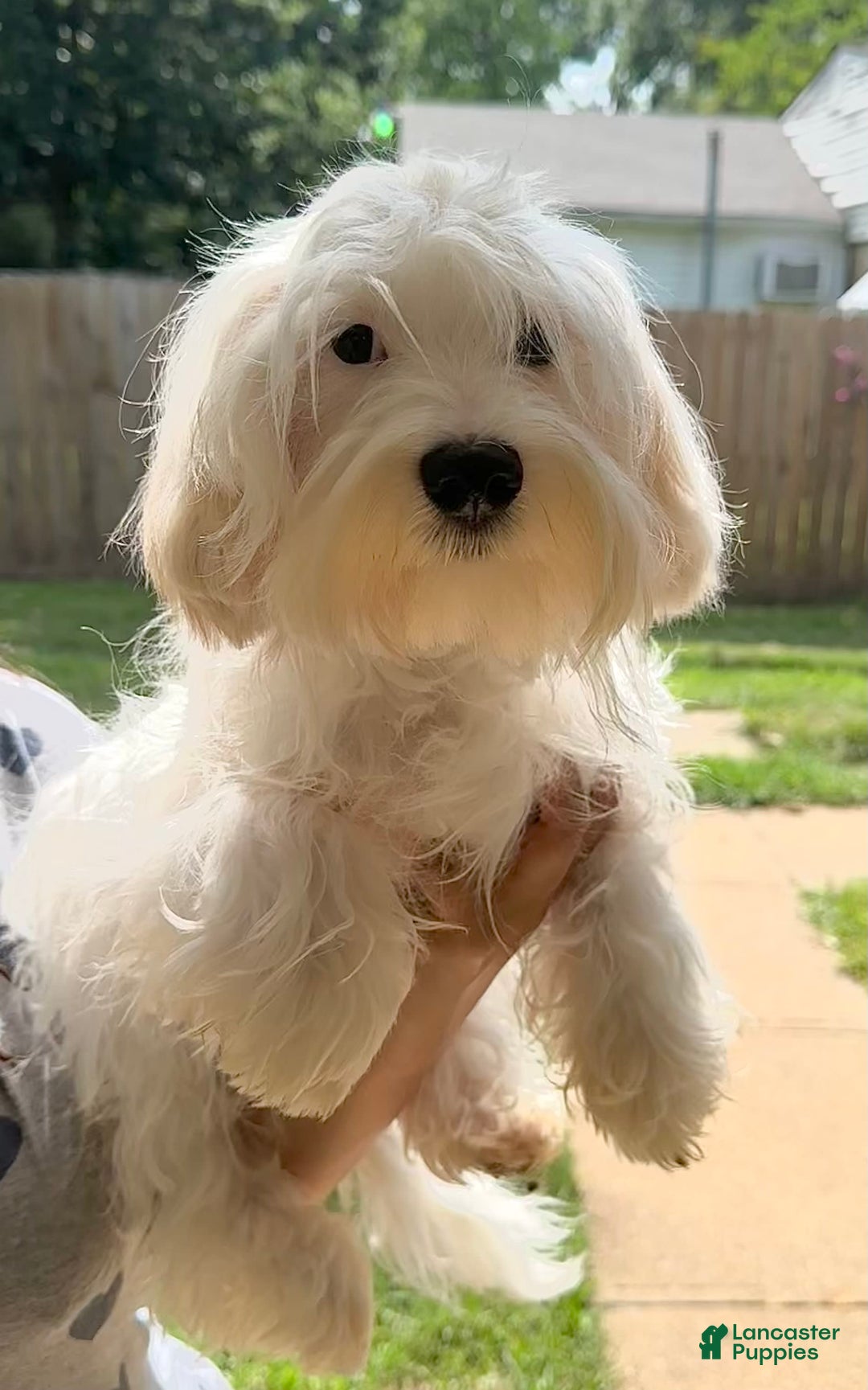 Morkie dogs for sale: Leo - Image 7