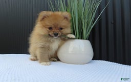 Pomeranian dogs for sale: SALLY - Image 2