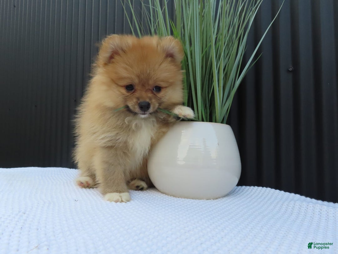 Pomeranian dogs for sale: SALLY - Image 2