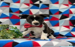 Jack Russell Terrier dogs for sale: Markey - Image 5