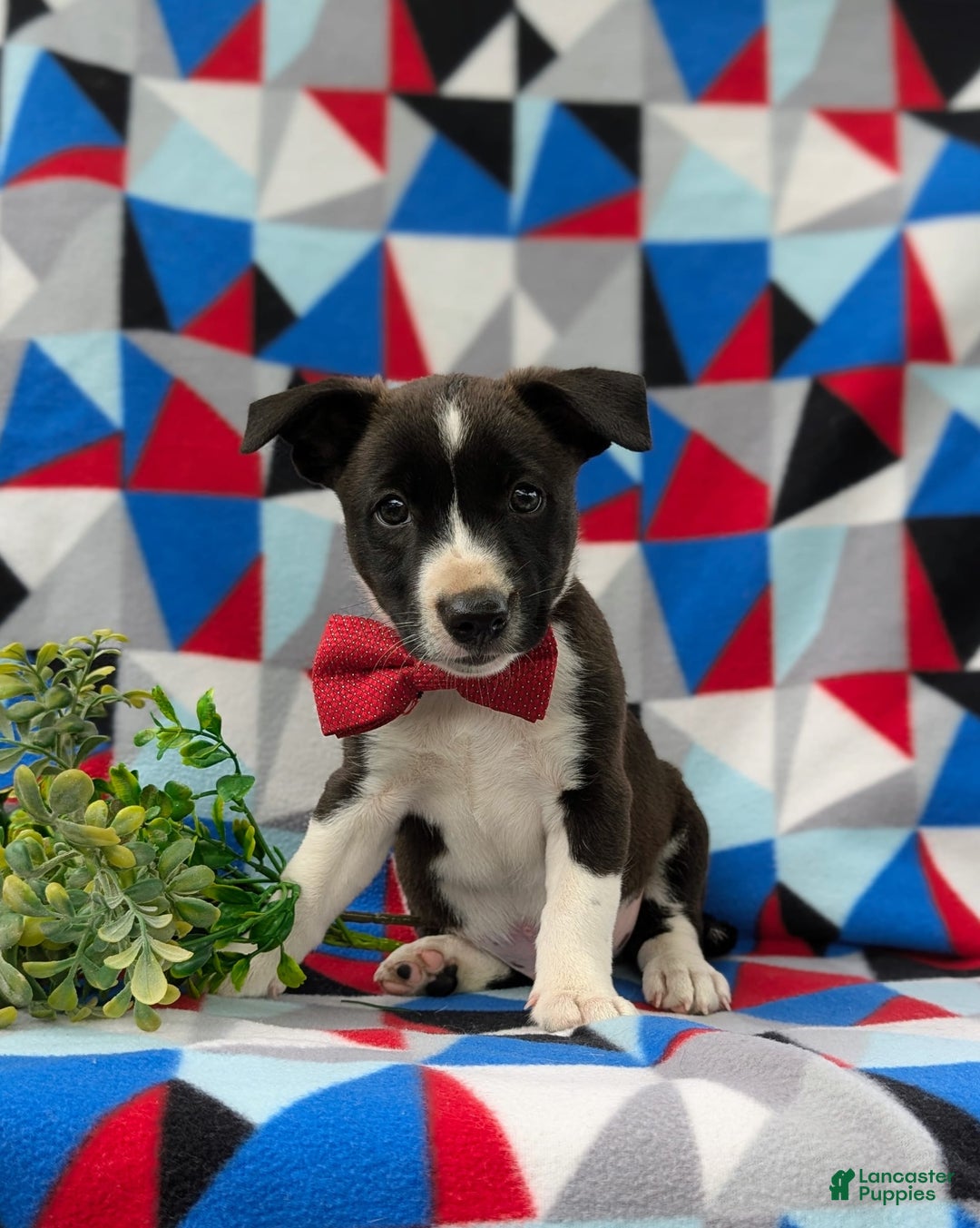 Jack Russell Terrier dogs for sale: Markey - Image 5