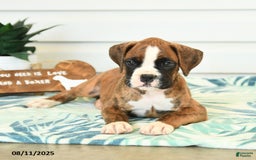 Boxer dogs for sale: Henry - Image 3