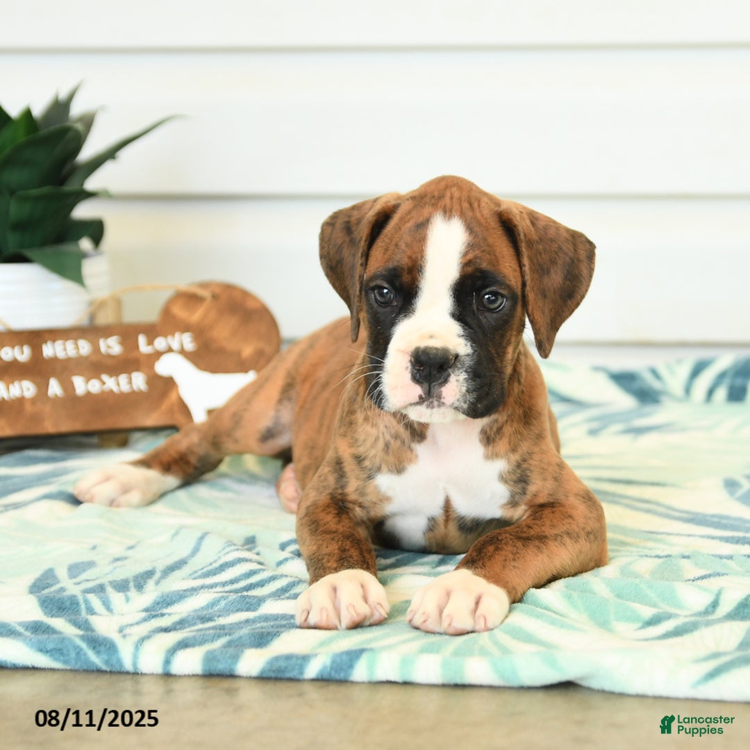 Boxer dogs for sale: Henry - Image 3