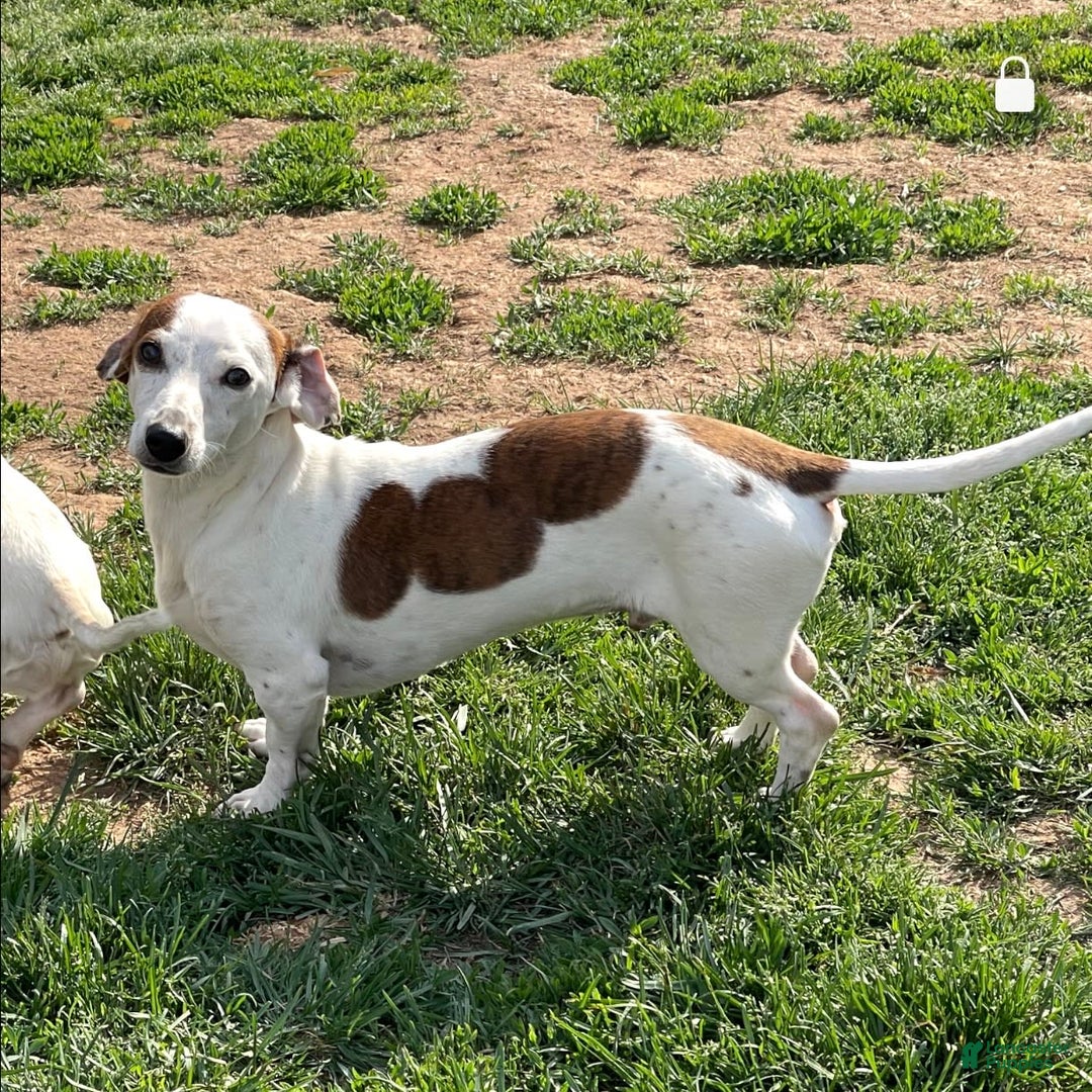 Dachshund dogs for sale: Bobo - Image 5