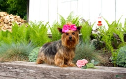 Yorkshire Terrier dogs for sale: Tiny Tim - Image 12