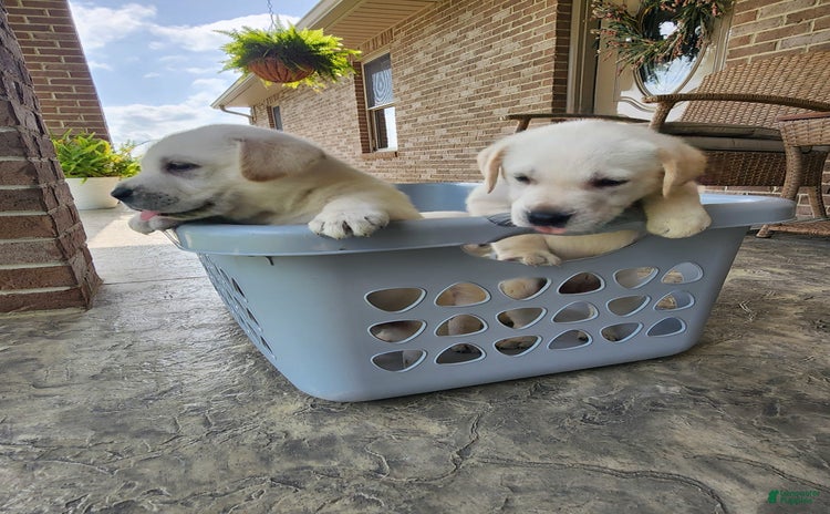 Labrador Retriever dogs for sale - Ad 5