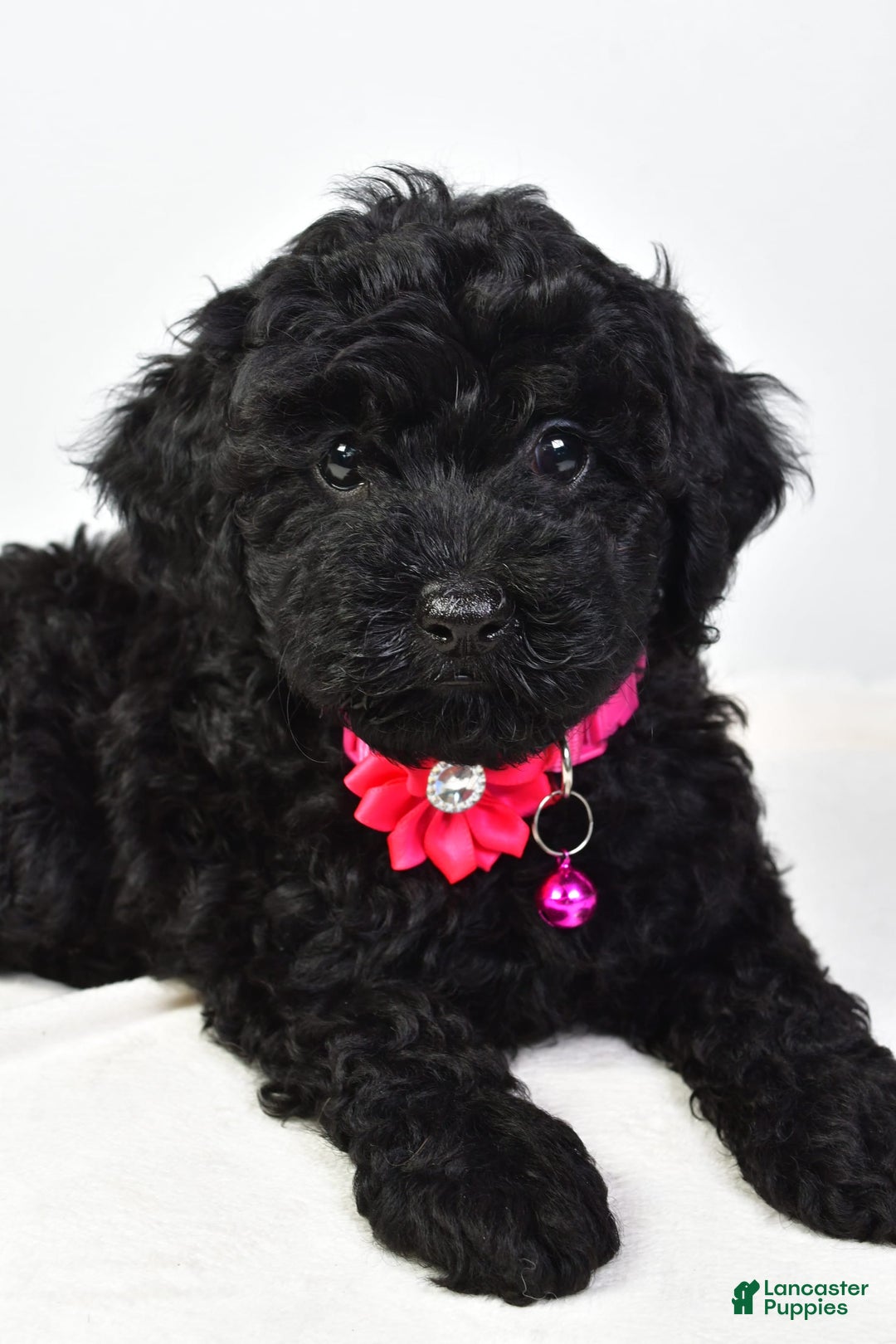 Cockapoo dogs for sale: Nicole - Image 5