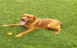 Labrador Retriever dogs for sale: Max - Image 4