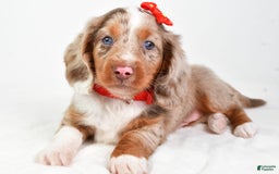 Miniature Dachshund dogs for sale: Miniature Dachshund 3 puppies - Image 10
