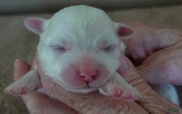 Maltese dogs for sale: Brooklyn - Image 11