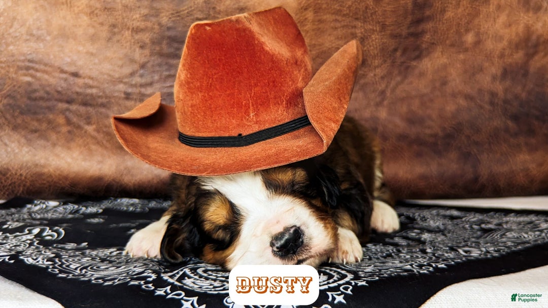 Bernedoodle dogs for sale: Dusty - Image 10